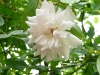 bloomfield-abundance-a