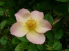 cymbeline-a