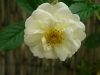 ghislaine-de-feligonde-a