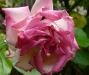 rose-gaujard-a