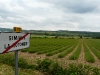 simiano-i-pola-lawendy_1