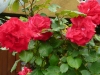 soleil-rouge-a