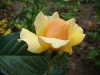 amber-queen2