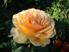 amber-queen7