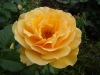 amber-queen8