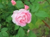 duchesse-dangouleme