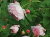 duchesse-dangouleme2