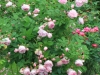 duchesse-dangouleme3