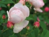duchesse-dangouleme_0
