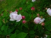 duchesse-danguleme