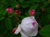 duchesse-danguleme2