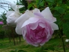 duchesse-danguleme3