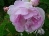 duchesse-danguleme4