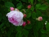 duchesse-danguleme5