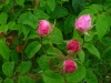 duchesse-danguleme6