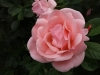 astrid-lindgren4