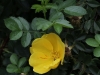 austrian-yellow-127