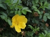 austrian-yellow-128