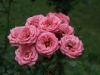 bella-rosa-968