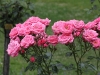 bella-rosa969
