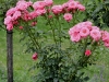 bella-rosa970