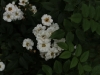 benets-seedling-1840-r-1099