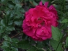 benita-1048