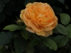 bernstein-rose-086