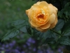 bernstein-rose-965