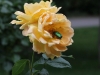 bernstein-rose-966