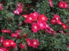 candia-1399
