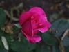caprice-de-meilland