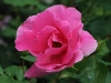 carefree-beauty-080