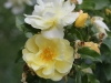 celina-946