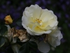 celina-948
