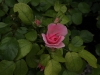 coppelia-164