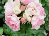 coppelia-165