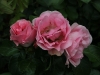 coppelia-166