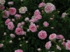 crescendo-1180