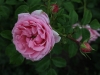 crescendo