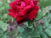 crimson-glory-1066