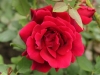 crimson-glory-211