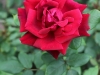 crimson-glory
