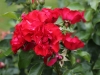 crimson-meidiland-181