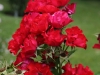 crimson-meidiland-182