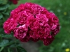 crimson-rambler-989