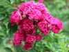 crimson-rambler-991