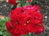 dalli-dalli-093