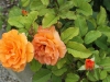 doris-tysterman-1388