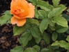 doris-tysterman-1389